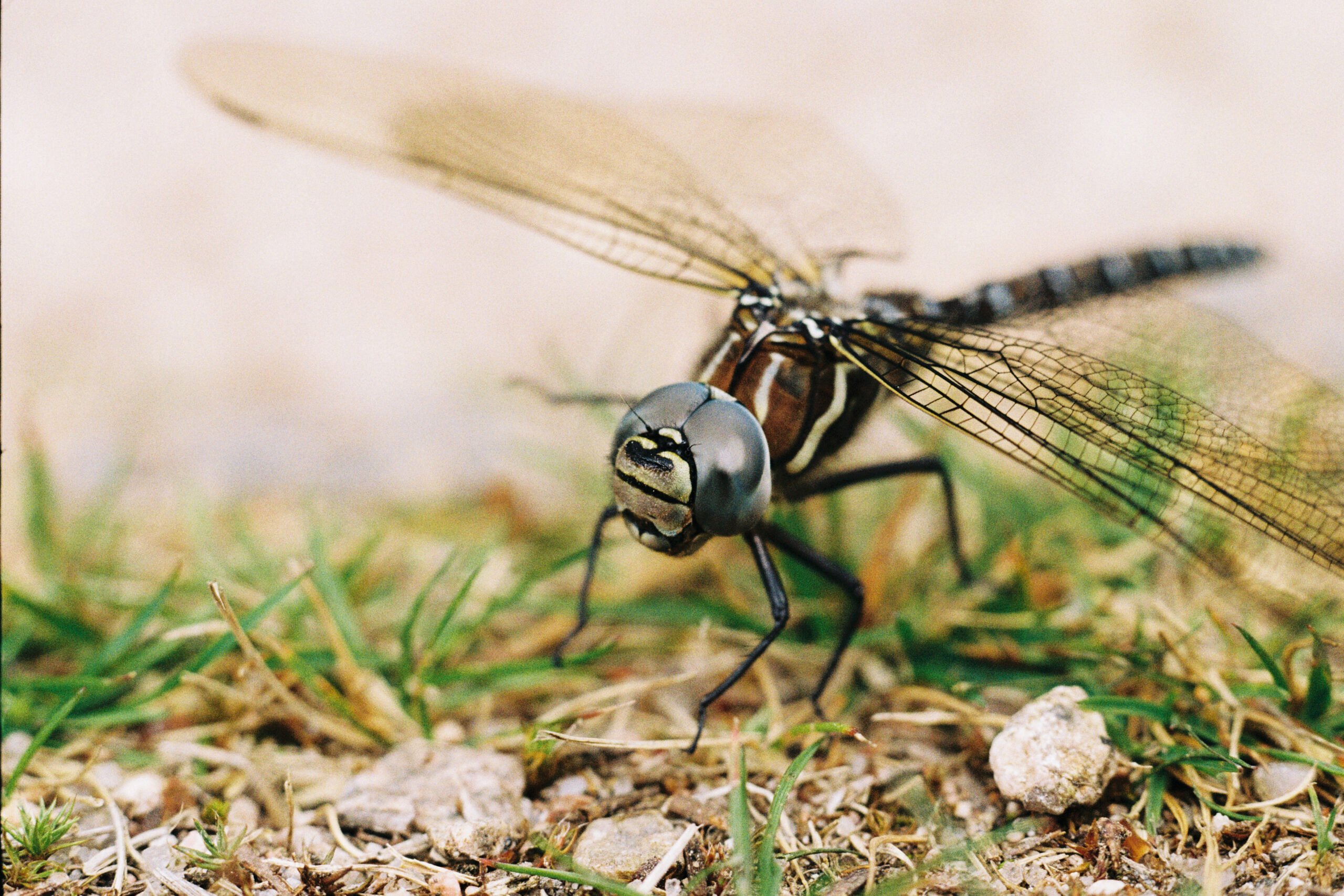 Cairngorms, September 2024
