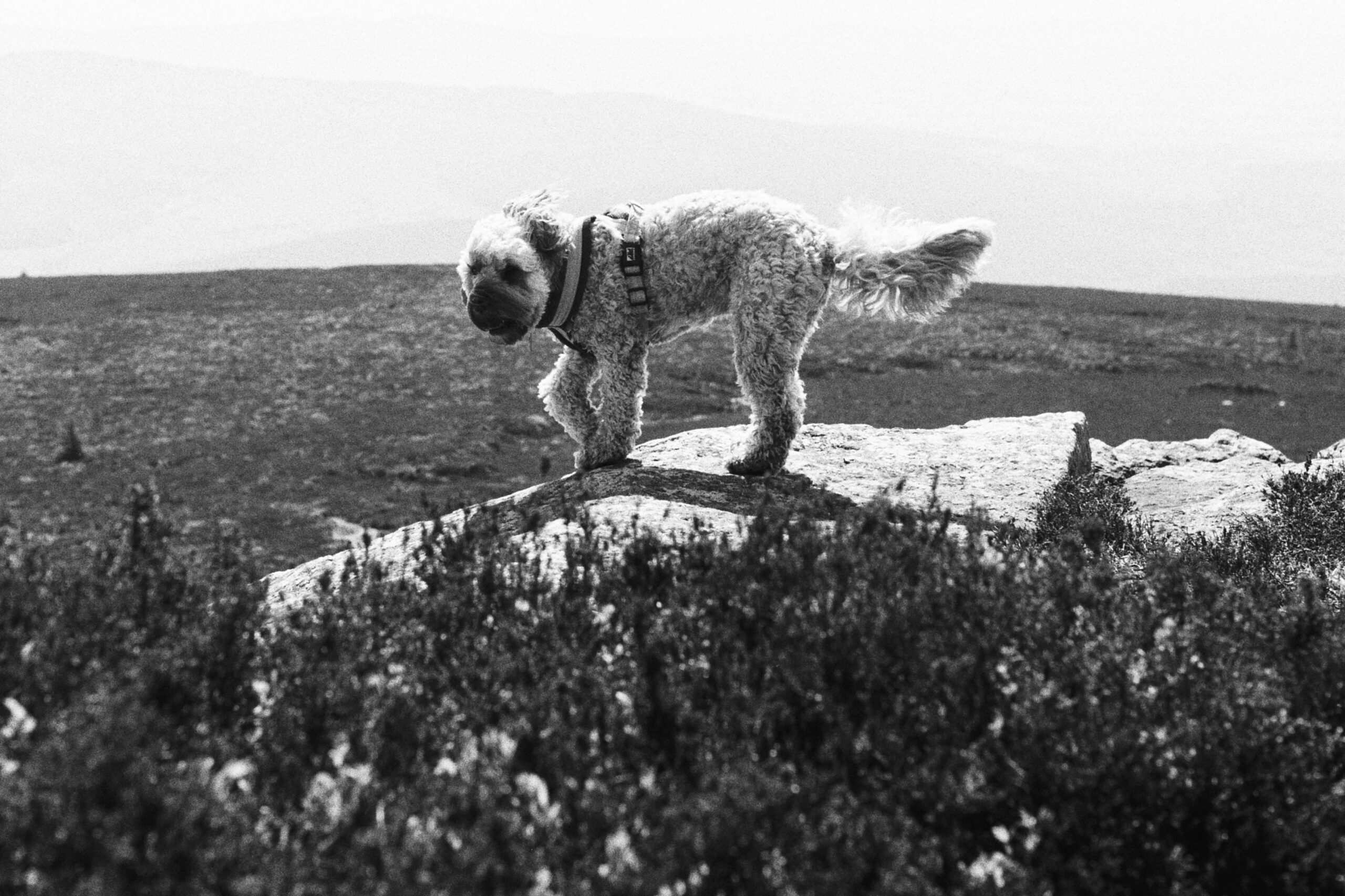 Ilford FP4+, April 2024