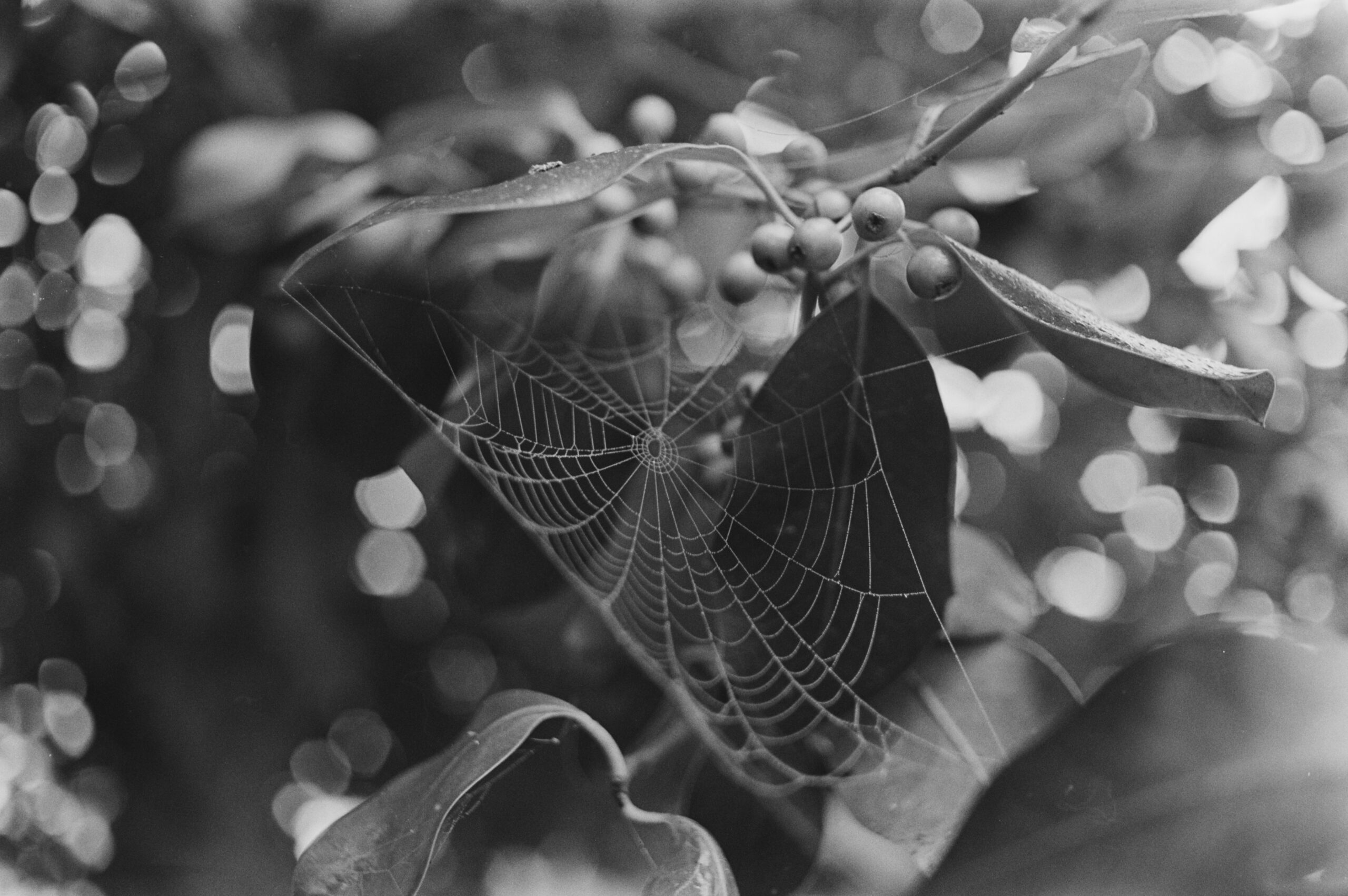 Queen’s Park, Winter 2024