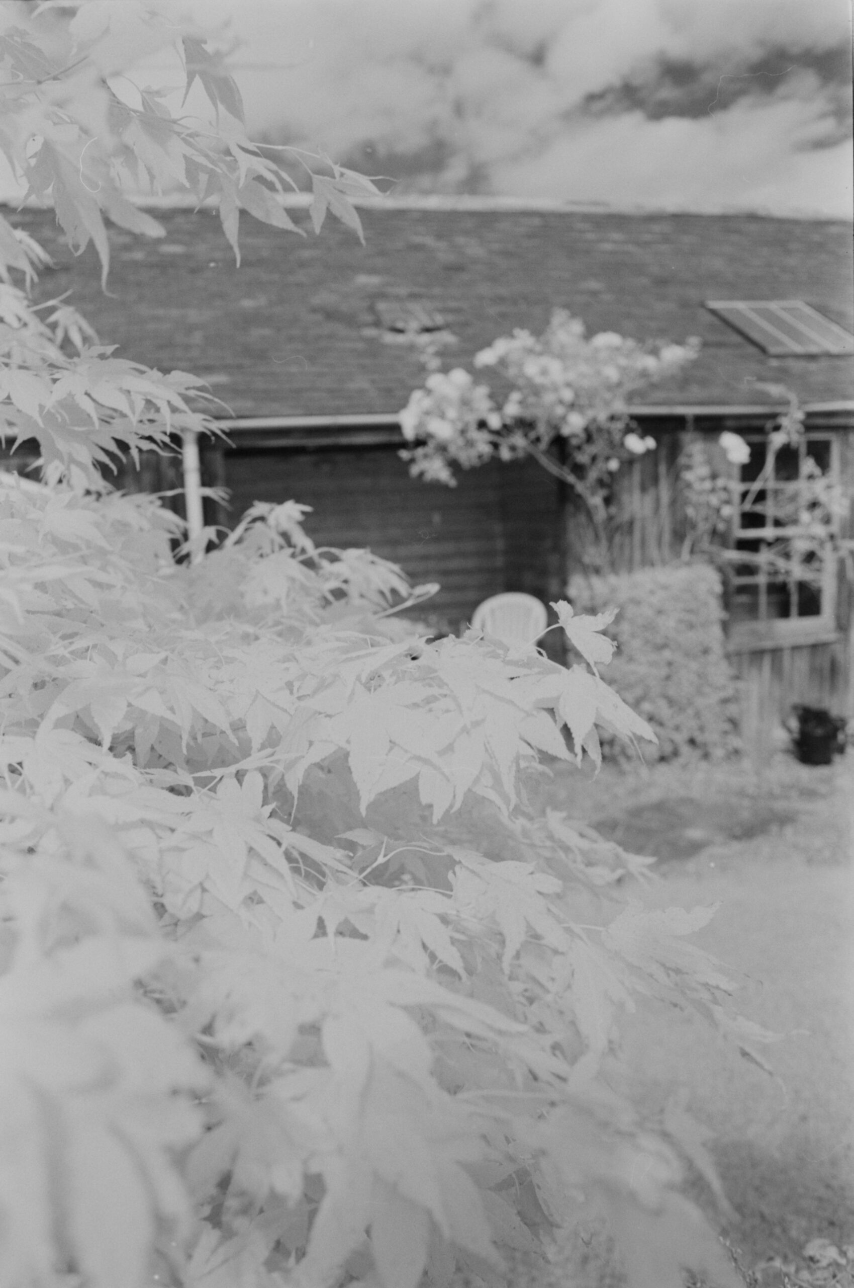 Rollei IR, August 25