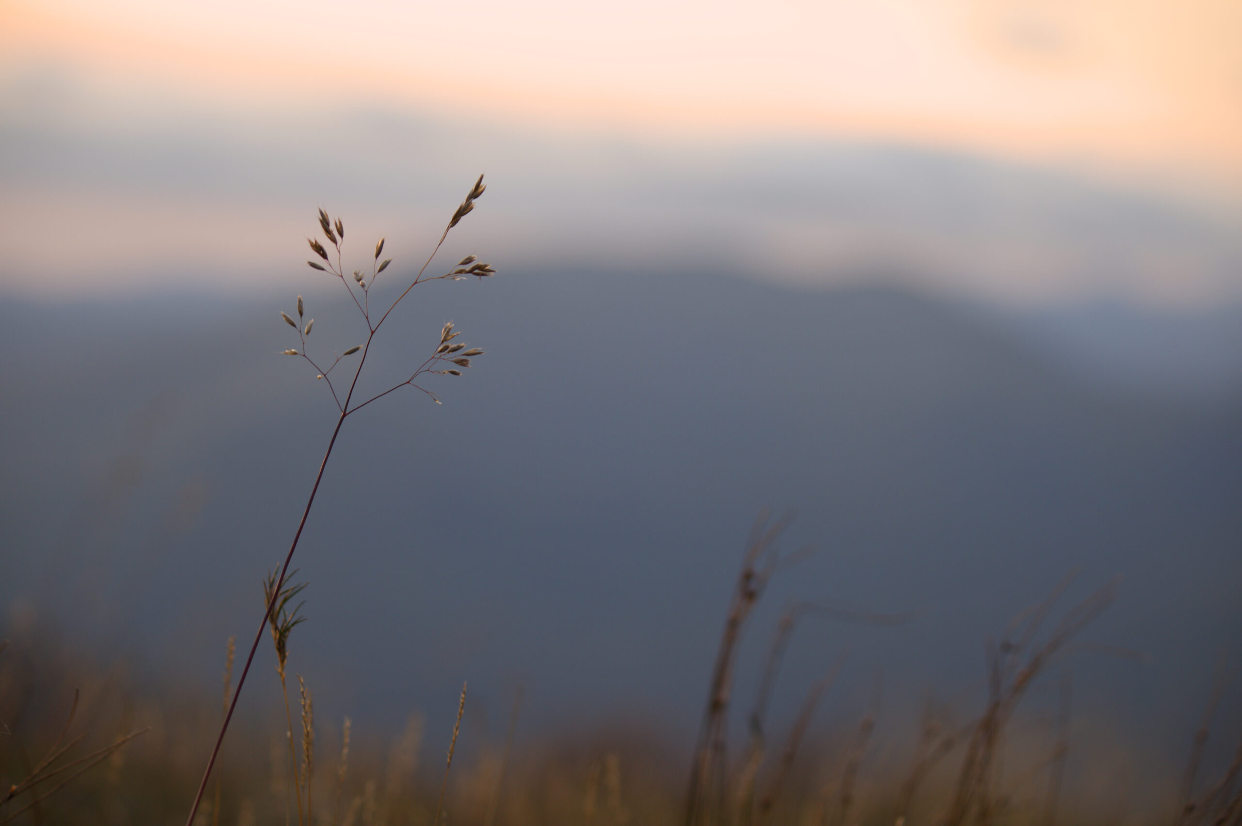 Glen Affric, August 25